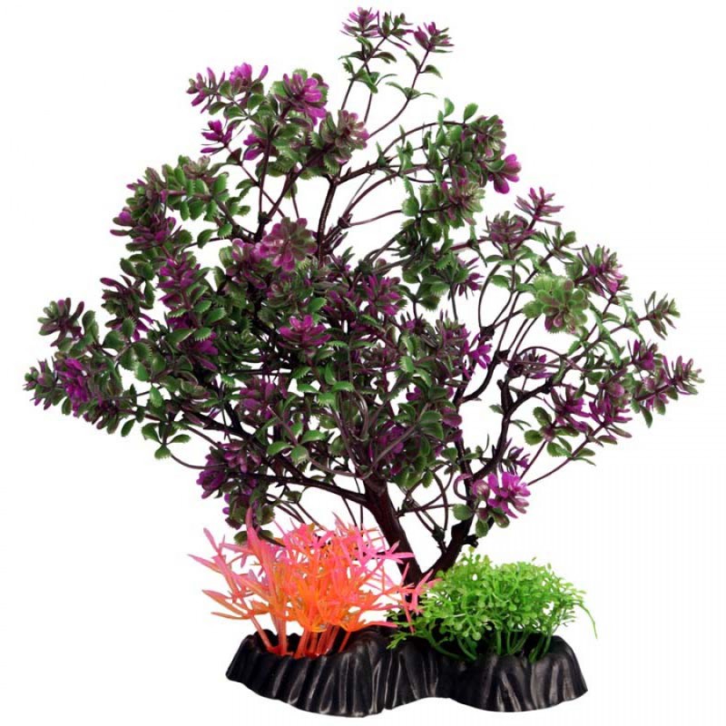Medium Catspaw Tree Purple - Ecoscape