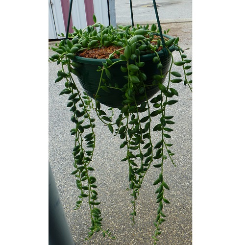 Hanging Basket Succulent