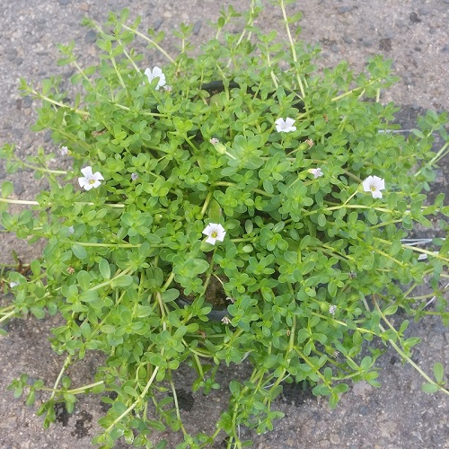 Bacopa monnieri