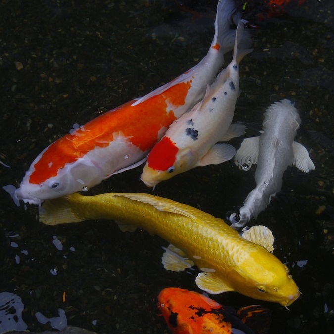 Koi