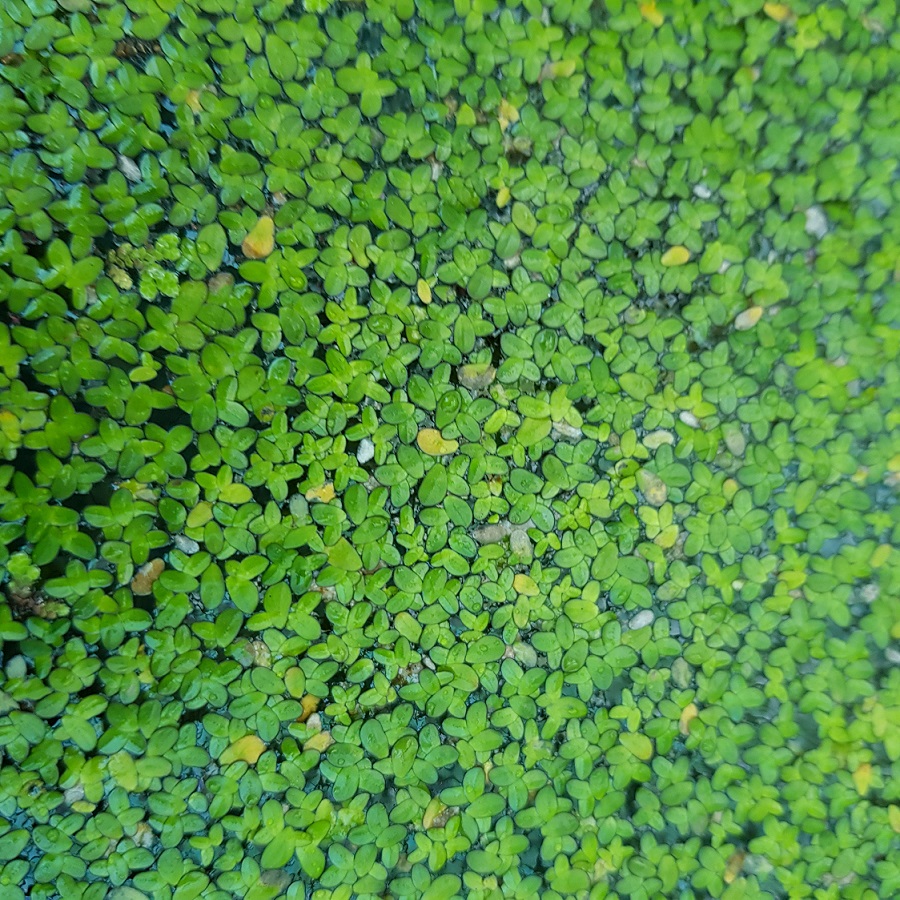 Duckweed