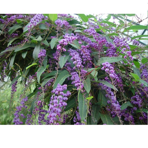 Hardenbergia comptoniana