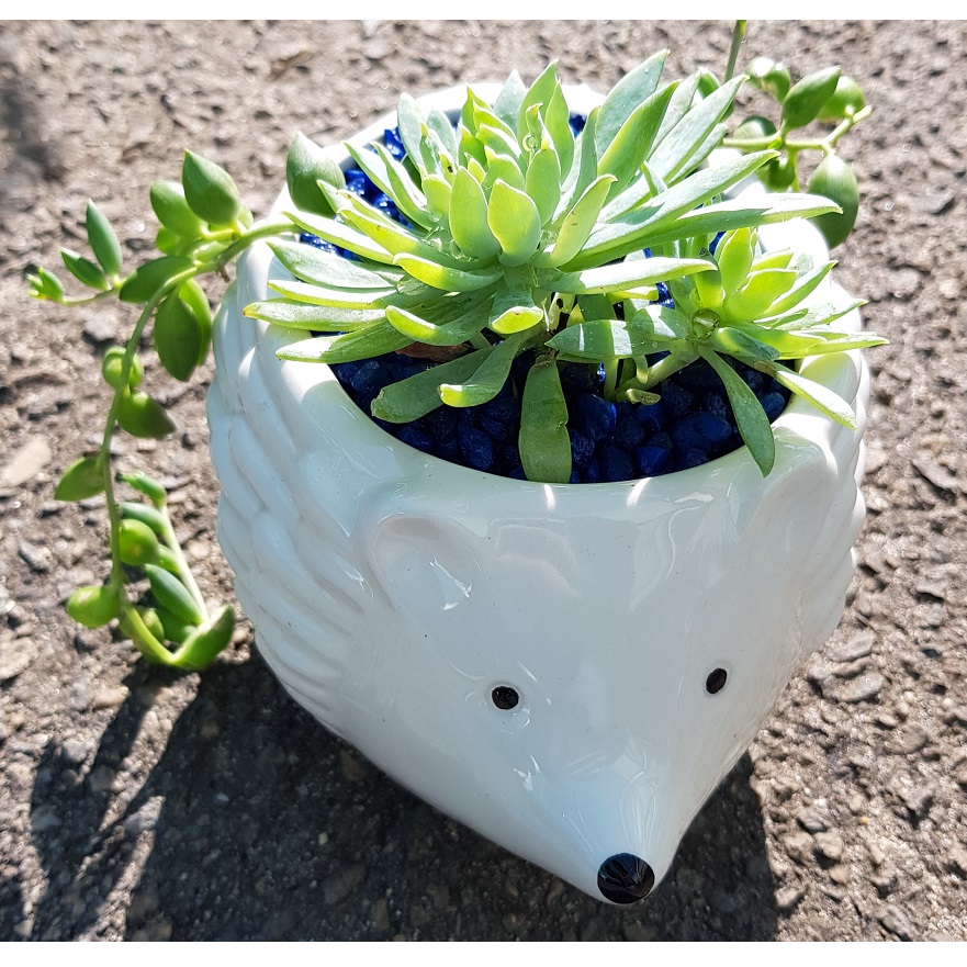 Hedgehog Planter