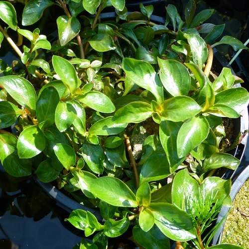 Ludwigia