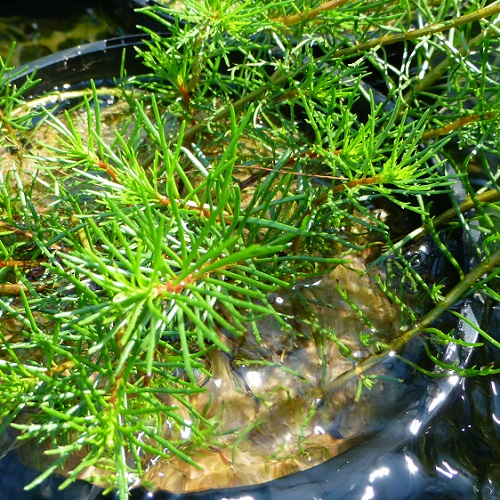 Milfoil