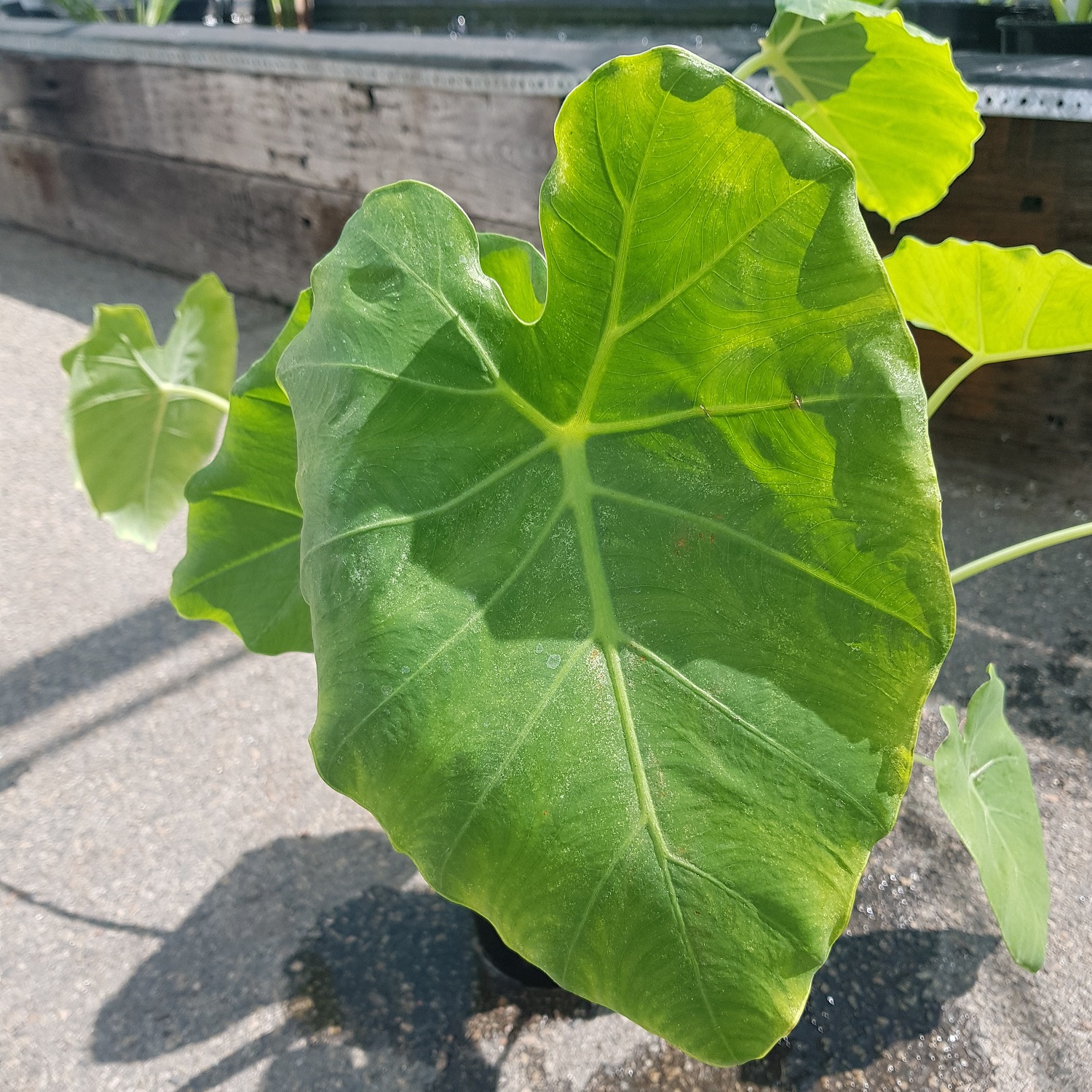 Taro - Elephant Ear