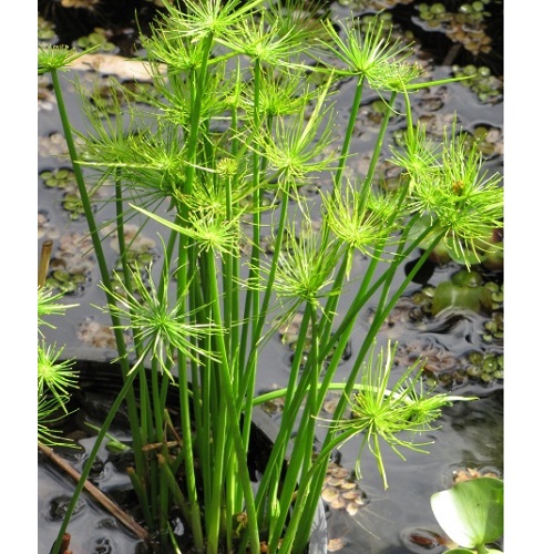 Dwarf Papyrus