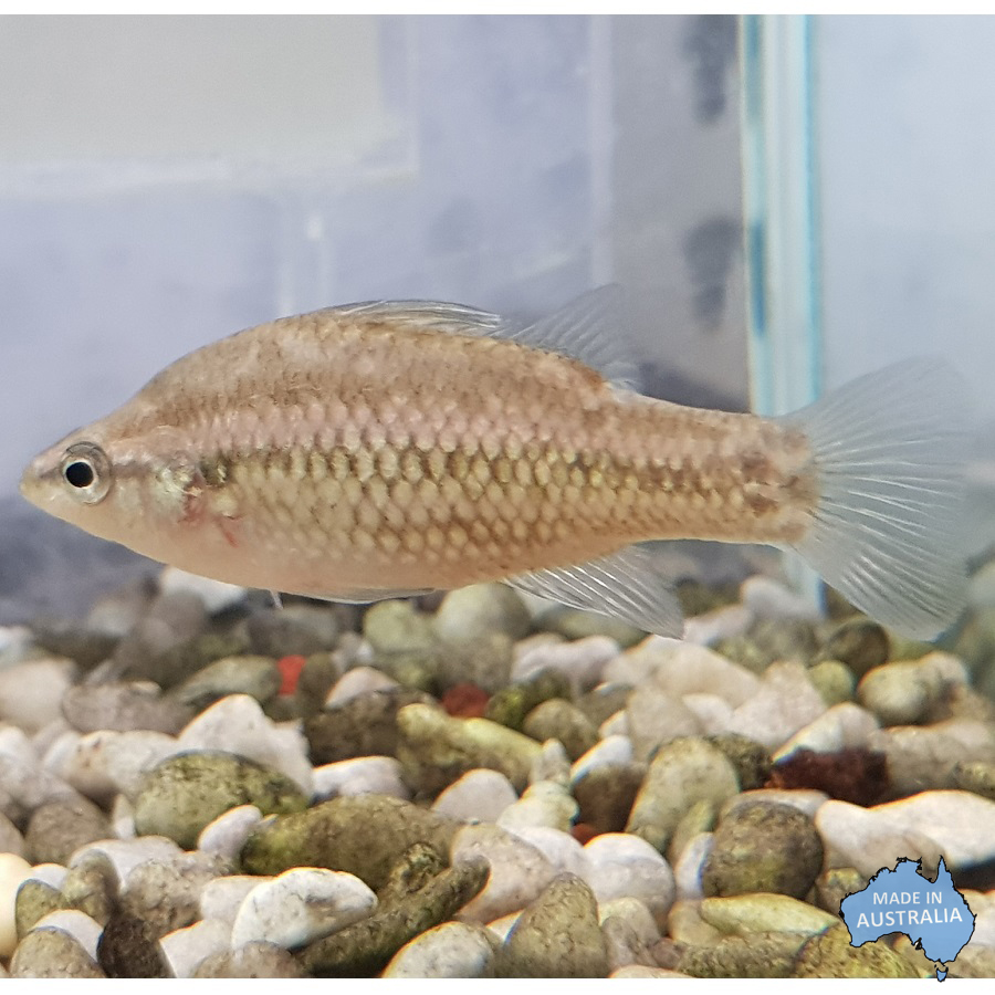 Pygmy Perch