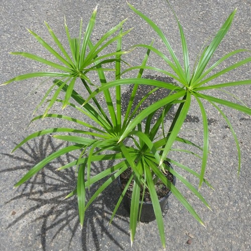 Umbrella Grass