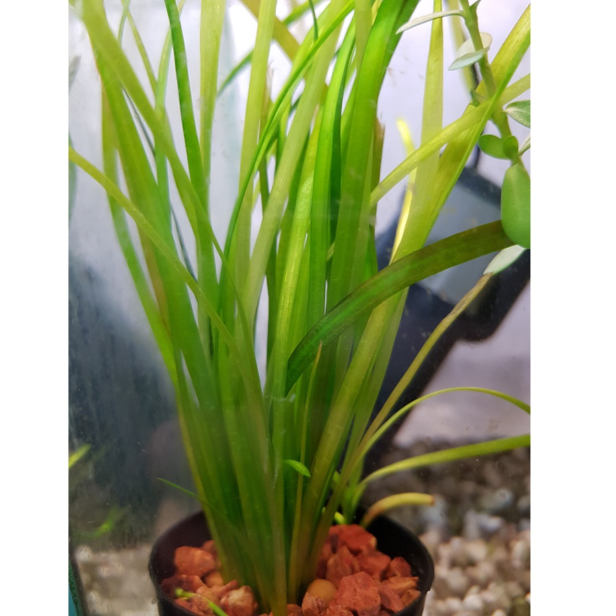 Vallisneria